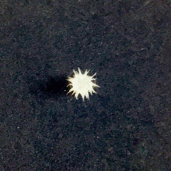 Claire’s Belly Bar set - Picture 5 of 5